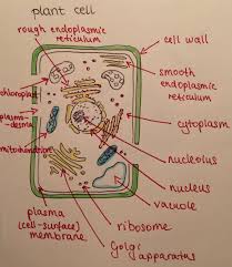 We have worked hard to compile every past paper by topic and exam board! Plant Cell Diagram Cell Biology Notes Biology Notes Study Biology