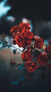 Photography Android Iphone Desktop Hd Backgrounds Wallpapers 1080p 4k 124409 Hdwallpap Flower Iphone Wallpaper Nature Photography Flower Wallpaper