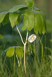 Maybe you would like to learn more about one of these? Spring S Wild Beauties In The Hills