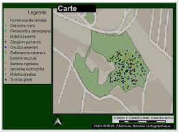 Image result for Millettia eetveldeana