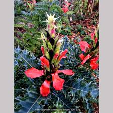 Image result for Hyperacanthus amoenus
