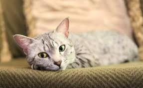 Egyptian cats names are a great nod to some of civilization's earliest and most famous cat lovers. 100 Wild And Exotic Cat Names For Egyptian Maus Cat Mania
