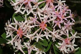 Image result for Dais cotinifolia