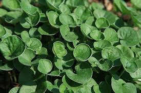 Image result for Dichondra micrantha