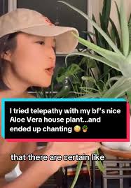 I Sang Go My Alo Vera Plant