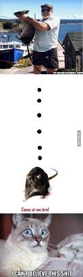 Pictures of the monstrous rodent, which looks to be the same size as a small dog, were circulated on facebook. Largest Rat In The World 9gag
