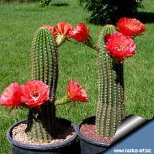 Cacti are succulent plants that have spectacular flowers. Trichocereus Grandiflorus