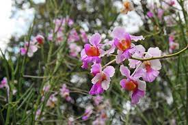 Papilionanthe miss joaquim, also known as vanda miss joaquim, the singapore orchid, or the princess aloha orchid, is a hybrid orchid (a grex) that is the national flower of singapore. Our National Flower Is Widely Singapore Botanic Gardens Facebook