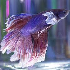 Betta Dumbo Vida Acuatica