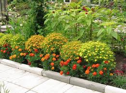 какие цветы посадить на клумбе чтобы цвели все лето фото Kakie Nizkoroslye Cvety Posadit V Klumbu Chtoby Cveli Vse Leto Cvety Klubnichnyj Sad Cvety I Cvety Vo Dvore