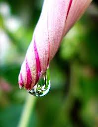 The heart shaped leaves cascade like a waterfall, setting off the flowers to full advantage. Morning Glory Wikipedia