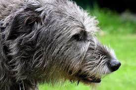 Get express international delivery to your door. Can A Single Irish Wolfhound Kill A Wolf By Itself