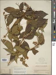 Image result for Premna velutina