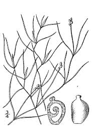 Image result for Potamogeton pusillus