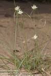 Image result for Cyperus margaritaceus