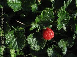 Image result for Rubus pinnatus