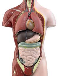 Ich sage „selbstgemacht, weil sie von innen heraus entstanden sind. Cdk E V Organtransplantation