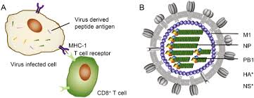 The surface proteins hemagglutinin (ha) and neuraminidase (na) of the human influenza a virus evolve under strong selection pressures imposed by the human immune system and, possibly, antiviral drugs 4,19. Flu Universal Vaccines New Tricks On An Old Virus Springerlink