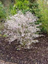 prunus incisa kojo no mai prunus incisa le jardin du pic vert cottage garden plants front garden design garden design layout