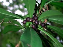 Check spelling or type a new query. Focus Le Erbe Velenose Tabella Indice Ambiente E Biodiversita
