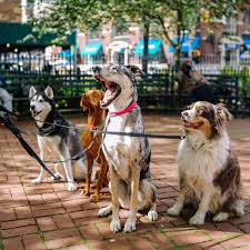 International assistance dog week • august 5: National Dog Day