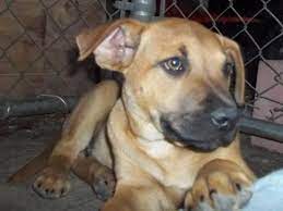 Adopt Big Red On Petfinder Black Mouth Cur Black Mouth Cur Puppies Black Mouth Cur Dog