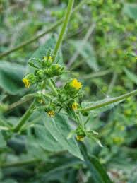 Image result for Sigesbeckia
