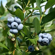 We did not find results for: Step By Step Guide To Growing Blueberries Agriculture Blog