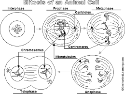 There are two uniquely formed and often studied cell types. Dna Cell Cycles And Genetics Ppt Download
