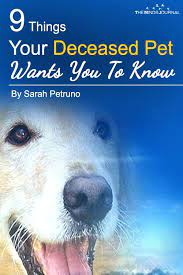 Maybe you would like to learn more about one of these? 9 Things Your Deceased Pet Wants You To Know