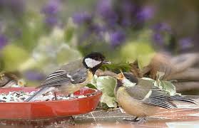 Image result for Kohlmeise vogelhouse