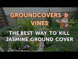 The Best Way To Kill Jasmine Ground Cover - Youtube
