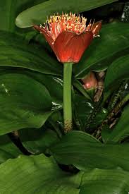 Image result for Scadoxus membranaceus