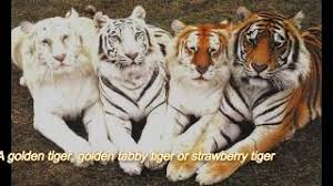 So you thought tigers just came in orange/black and white/black? Golden Tabby Tiger The Rarest Animal Youtube