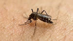 Our extermination professionals are standing by to assist in your every mosquito control need! Detroit 7th Worst City For Mosquitoes Orkin Says