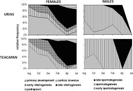 Gonad developmental cycle of male and female specimens of Mugil curema...