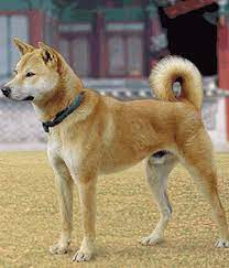 With erect ears, a thick tail and an athletic build, the korean jindo is a wolflike dog breed originating in south korea. Korean Jindo Dog Chindo Jindo Jindo Gae Jindogae Jin Dog Jindo Gu Based On The Hanja Spelling Info Temperament Charakteristik Bilder Preise Typische Krankheiten