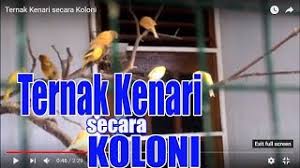 Kandang menjadi satu hal yang pasti ada dan harus ada. Ternak Kenari Secara Koloni Youtube