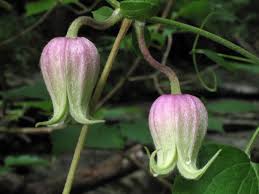 Cheyenne, wy local florist providing occasions gifts & flowers everything from anniversary to get well, we have a wide variety of arrangements that are suitable for all occasions. 8 Of The Rarest Wildflowers In Alabama And Where To Find Them