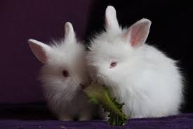 However, they also can benefit from the fiber, protein, and carbs i don't recommend using the salty toppings either. Free Photo Popcorn Snack Salty Rabbit Eating Pet Rabbit Rabbit Diet