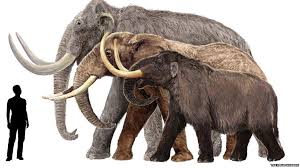 In Pictures Mammoths Of The Ice Age Prehistoric Animals Megafauna Prehistoric Wildlife