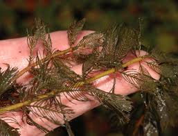 Image result for Haloragaceae