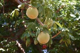 Maybe you would like to learn more about one of these? How Many Fruit To Baobab Trees Produce Baobab Tree Fruit Baobab
