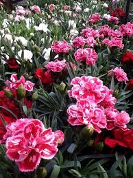 Claveles Carnation Flower Beautiful Flowers Flowers