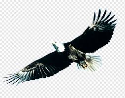 Pusat dan gudangnya informasi yang bermanfaat beberapa. Poster Burung Elang Terbang Perusahaan Elang Botak Kartun Png Pngwing