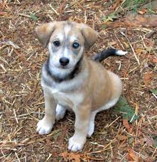 Find goberian dogs and puppies from north carolina breeders. Husky Golden Retriever Mix Goberian Petfinder