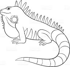 Galapagos Land Iguana Coloring Species 14 Coloring Pages Iguana Reptiles