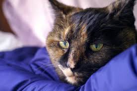 We did not find results for: Four Fixes For Feline Behavior Issues