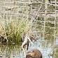 Introduction to Beaver Trapping; A Multi-Season... event in Augusta, ME