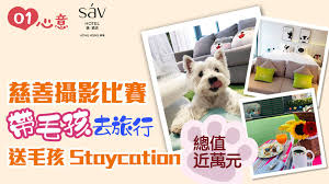 香港愛護動物協會- 「帶毛孩去旅行」慈善攝影比賽【01心意慈善捐款｜香港01】